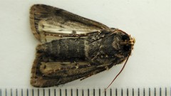 Agrotis volubilis