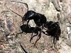 Camponotus pennsylvanicus