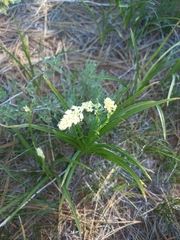 Toxicoscordion paniculatum
