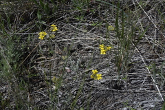Physaria douglasii