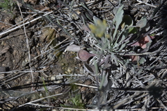 Physaria douglasii