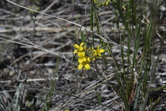 Physaria douglasii