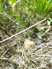 Carex douglasii