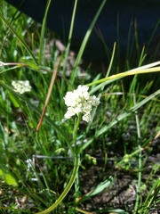 Toxicoscordion venenosum