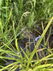Lestes eurinus