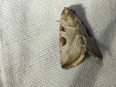 Eucarta