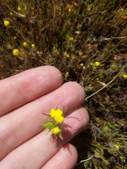 Castilleja lacera