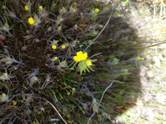 Castilleja lacera