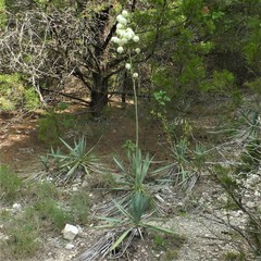 Yucca pallida