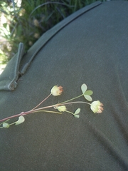 Trifolium cyathiferum