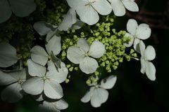 Hydrangea quercifolia