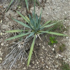 Yucca pallida