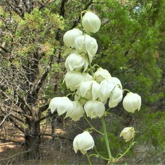 Yucca pallida