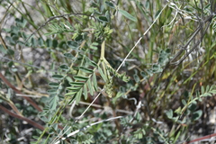 Astragalus collinus