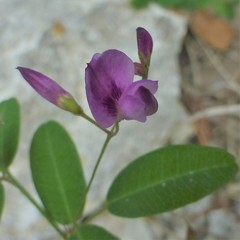 Lespedeza texana