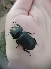 Dorcus parallelipipedus