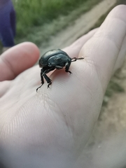 Dorcus parallelipipedus