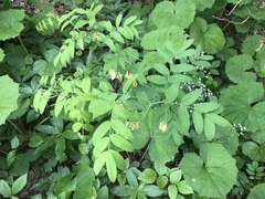 Lathyrus laevigatus occidentalis