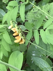 Lathyrus laevigatus occidentalis