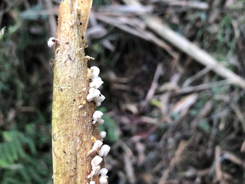 Marasmiellus affixus image