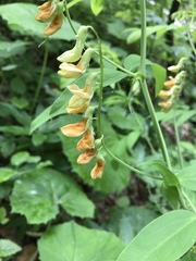 Lathyrus laevigatus occidentalis