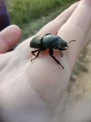 Dorcus parallelipipedus