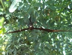 Papilionidae