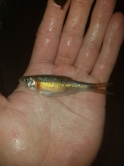 Clinostomus funduloides