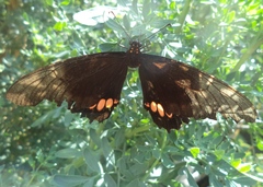Papilionidae