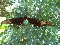Papilionidae