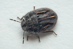 Odontoscelis lineola