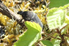Protaetia morio