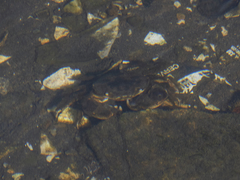 Hemigrapsus crenulatus