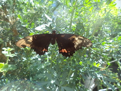 Papilionidae