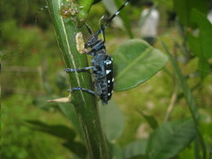 Anoplophora macularia