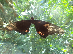 Papilionidae