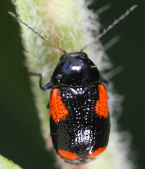 Cryptocephalus quadruplex