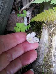 Oxalis montana image