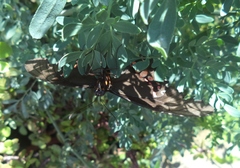 Papilionidae