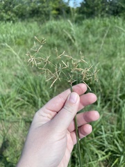 Cyperus articulatus