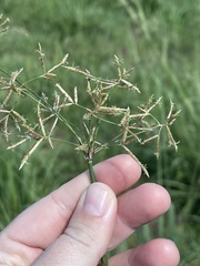 Cyperus articulatus