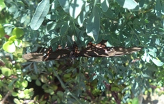 Papilionidae