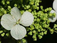 Hydrangea quercifolia