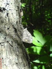 Hipparchia volgensis