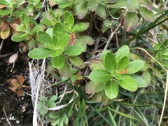 Rhododendron hirsutum