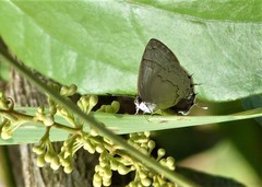 Symbiopsis lenitas