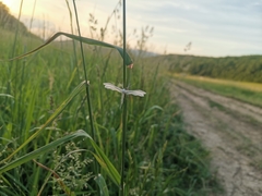 Pterophorus pentadactyla