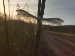 Pterophorus pentadactyla
