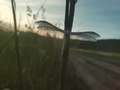Pterophorus pentadactyla