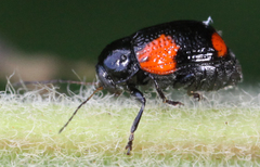 Cryptocephalus quadruplex